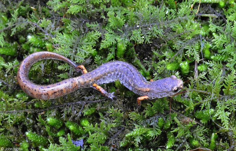 Four-toed Salamander (Hemidactylium scutatum).JPG