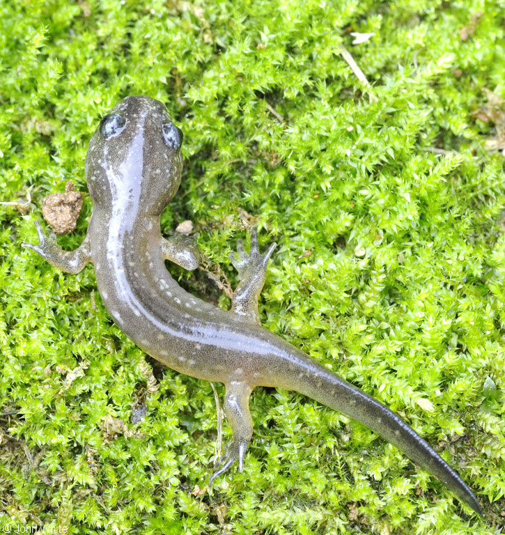 Marbled Salamander (Ambystoma opacum)002.JPG
