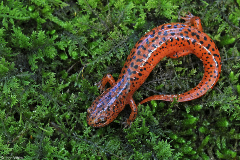 Northern Red Salamander (Pseudotriton ruber ruber).JPG