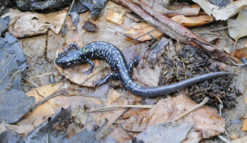 Cumberland Plateau Salamander (Plethodon kentucki)002.JPG