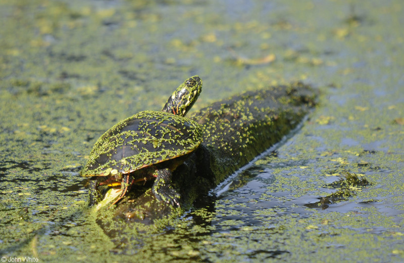 Eastern Painted Turtle (Chrysemys picta picta)100.JPG