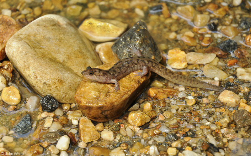 Seal Salamander (Desmognathus monticola).JPG