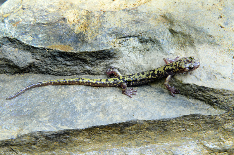 green salamander.jpg