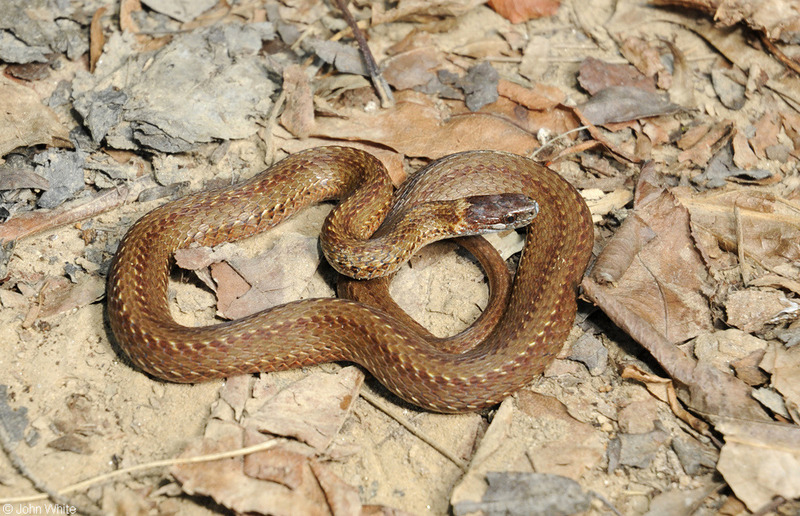 red-bellied snake.JPG