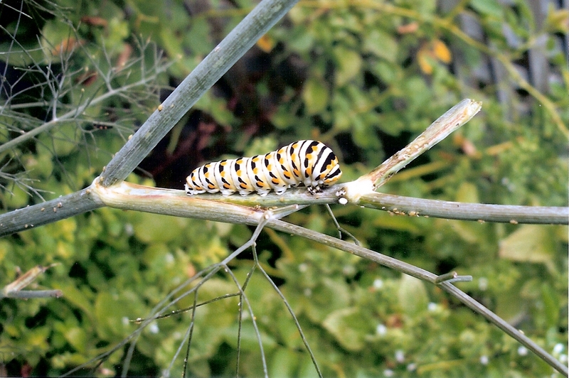 Common Swallowtail caterpillar  brandon's photo.png