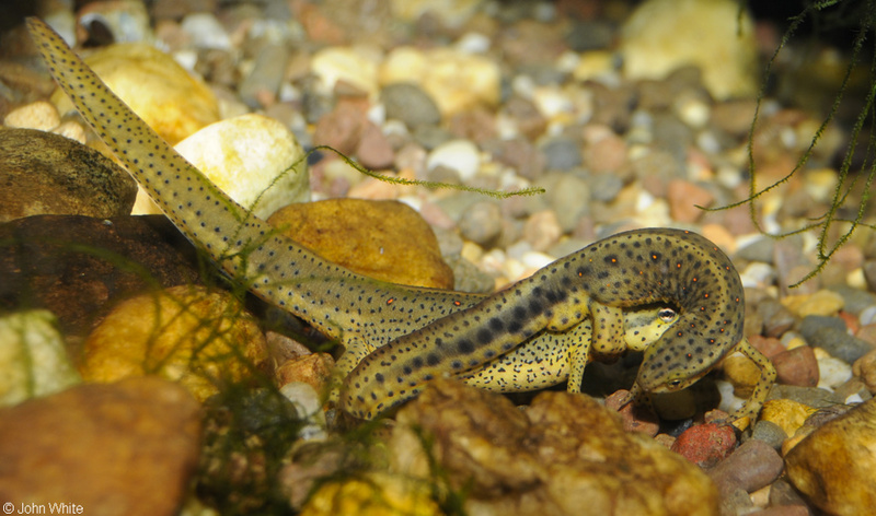 red-spotted newts in amplexus.jpg