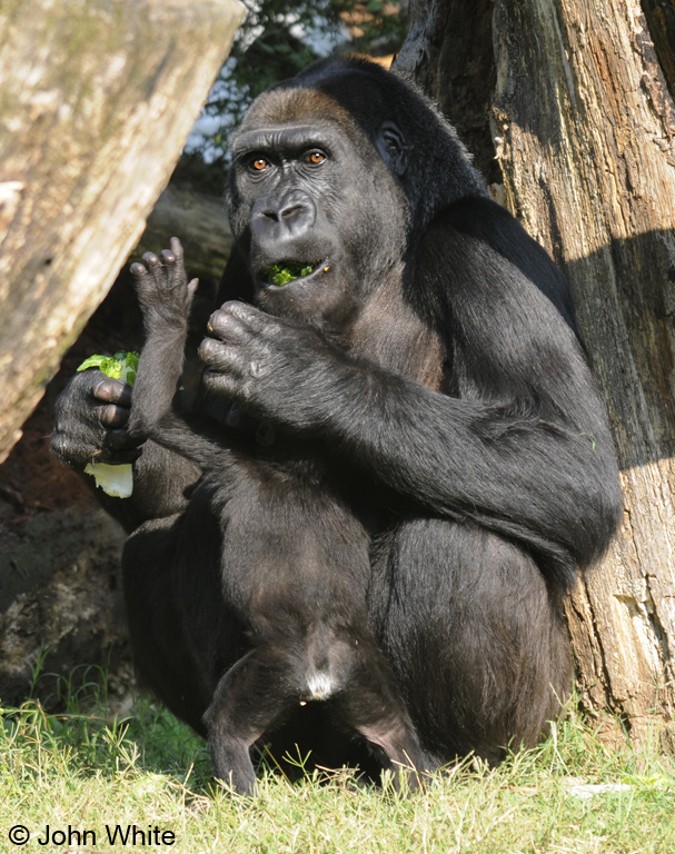 Baby Western Lowland Gorilla (Gorilla gorilla gorilla)001.JPG