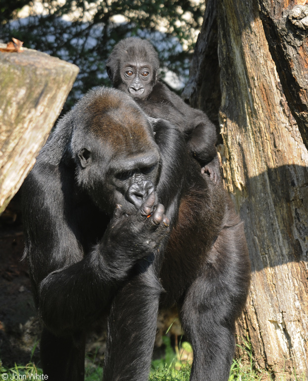 Baby Western Lowland Gorilla (Gorilla gorilla gorilla)002.JPG