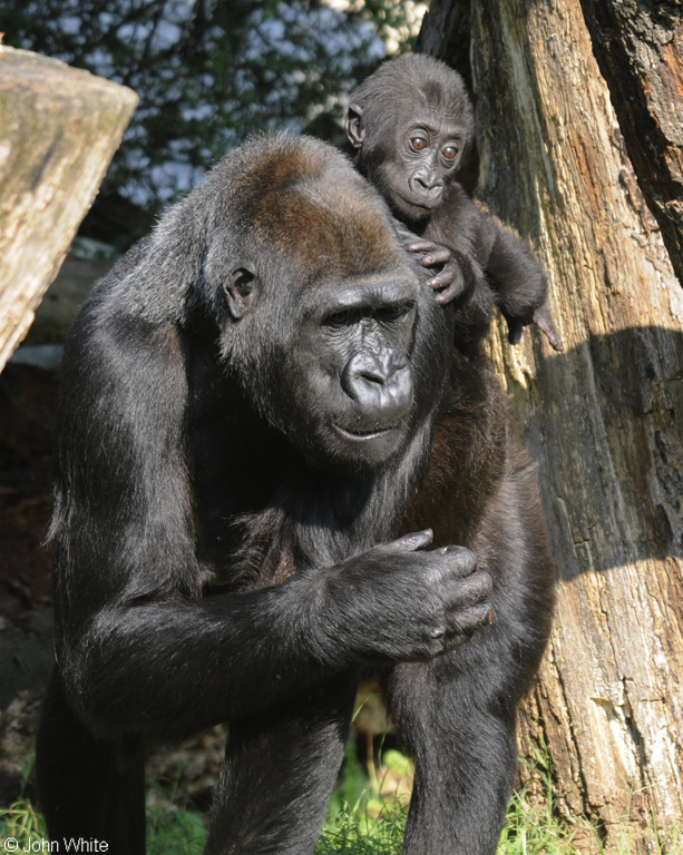 Baby Western Lowland Gorilla (Gorilla gorilla gorilla)003.JPG