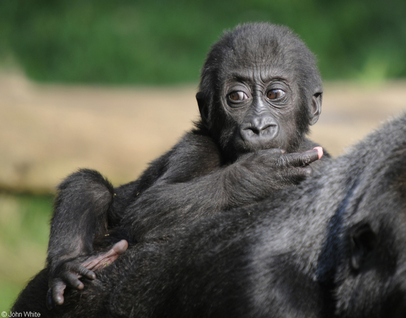 Baby Western Lowland Gorilla (Gorilla gorilla gorilla)004.JPG
