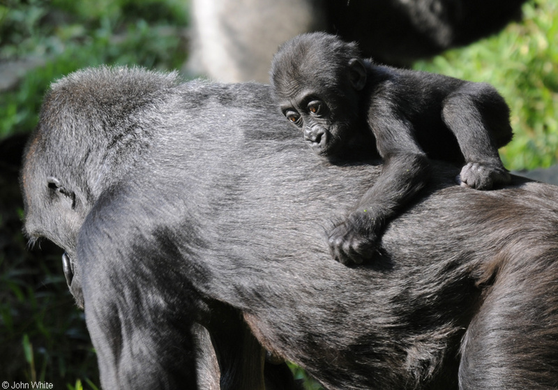 Baby Western Lowland Gorilla (Gorilla gorilla gorilla)006.JPG