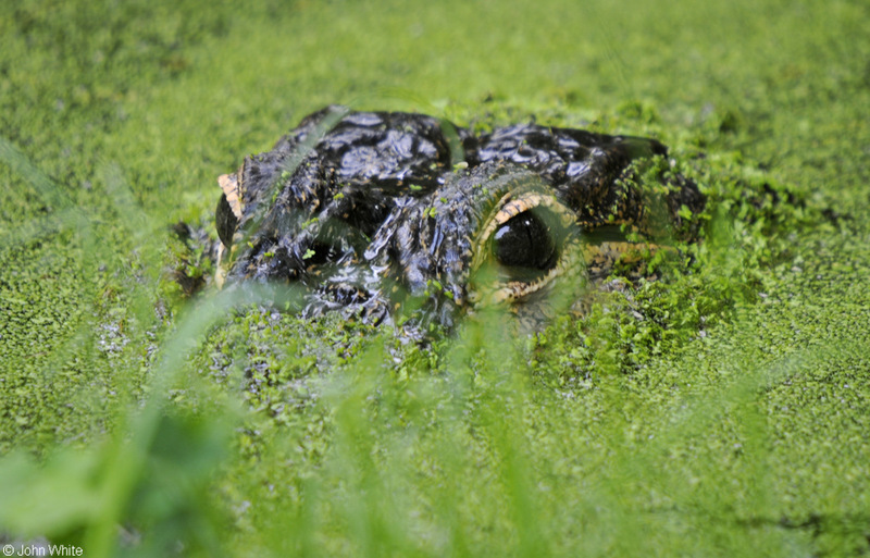 American Alligator (Alligator mississippiensis).JPG