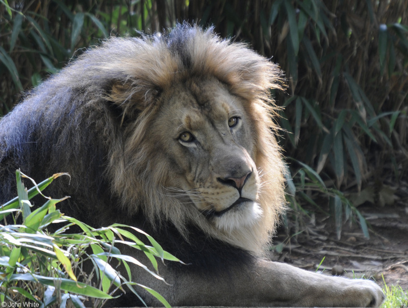 Lion (Panthera leo)001.JPG
