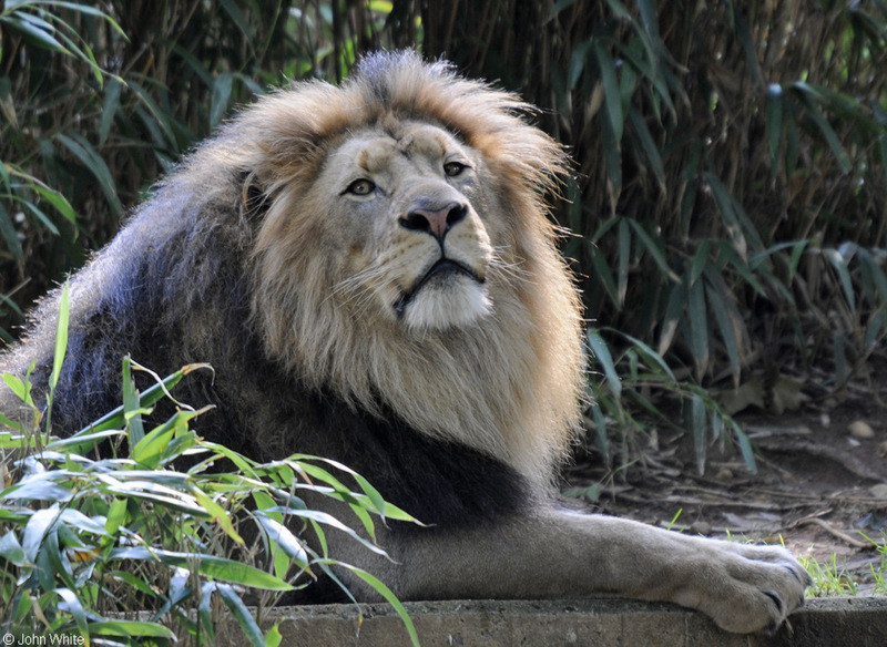 Lion (Panthera leo)002.JPG