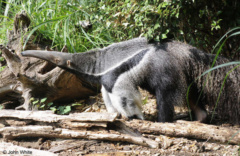 Giant Anteater (Myrmecophaga tridactyla)001.JPG