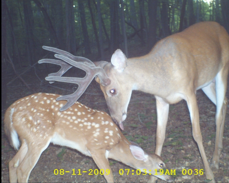 dad and son deer.JPG