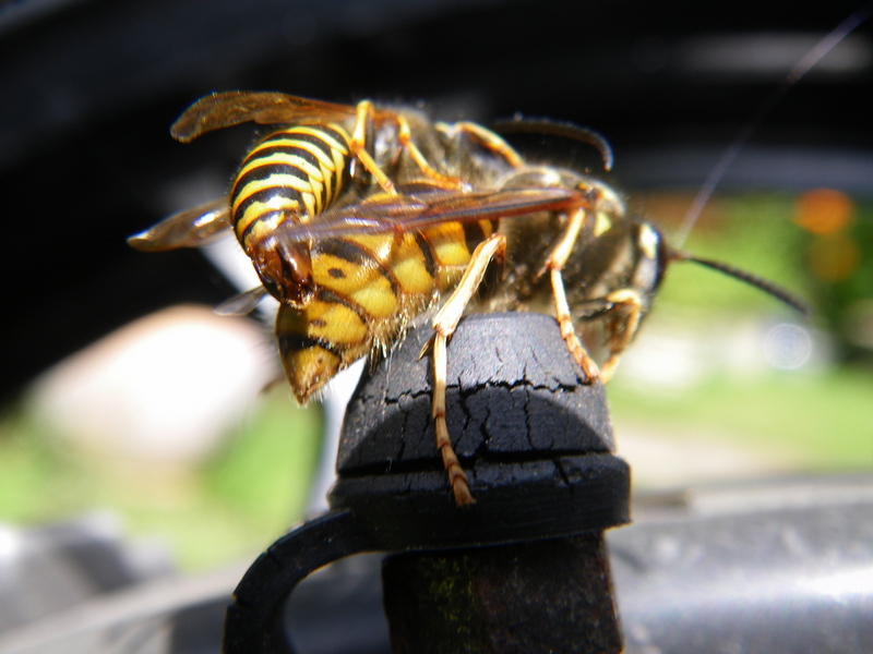 shagin wasps (8).JPG