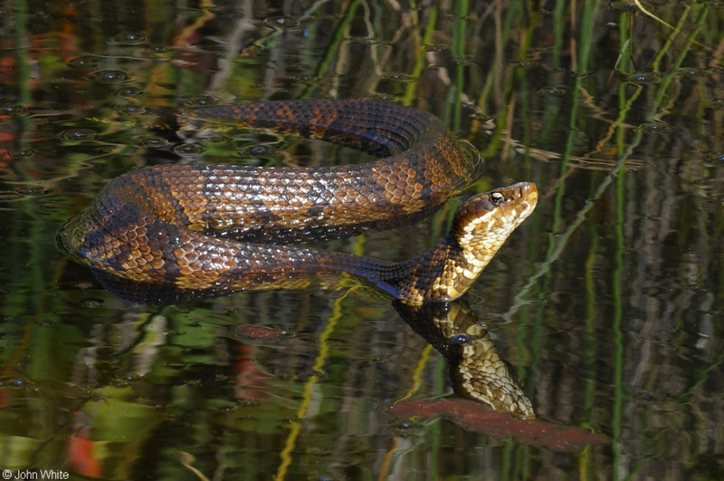 eastern cottonmouth1.jpg