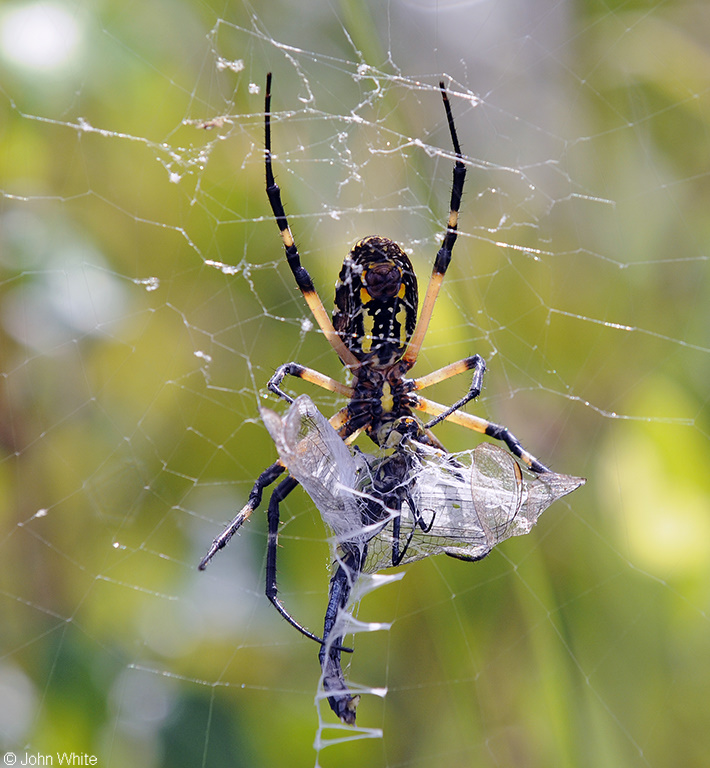 Black and Yellow Argiope (Argiope aurantia) with Blue Dasher (Pachydiplax longipennis).JPG