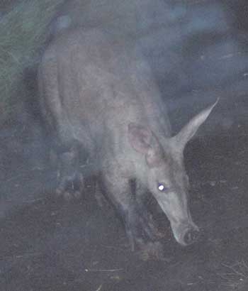 Aardvark.bmp