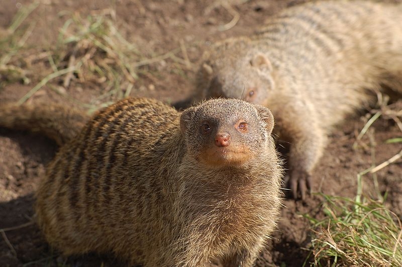 Banded Mongoose.bmp