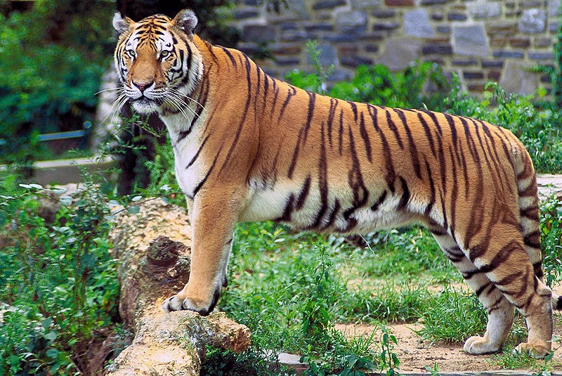 Bengal Tiger.bmp