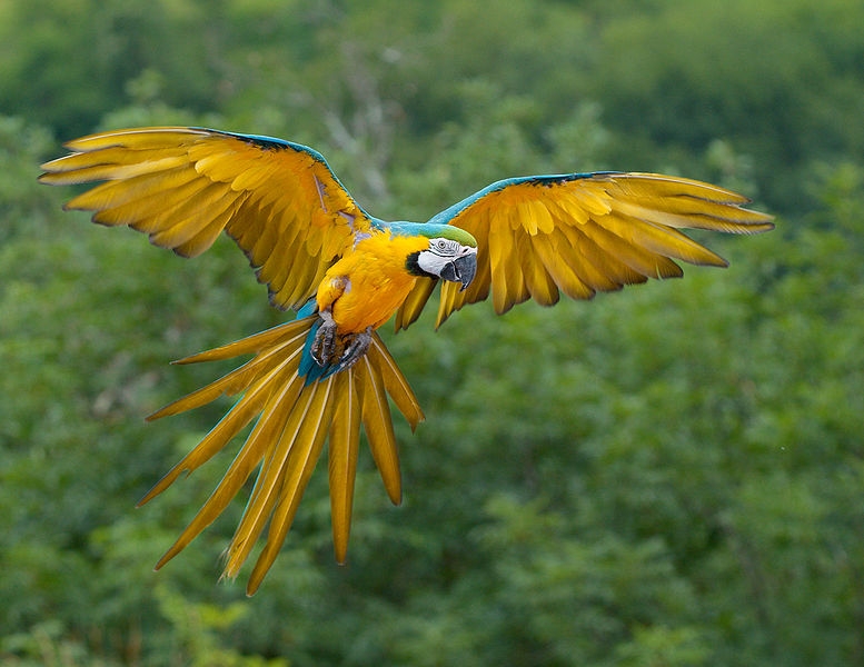 Blue-and-yellow Macaw.bmp