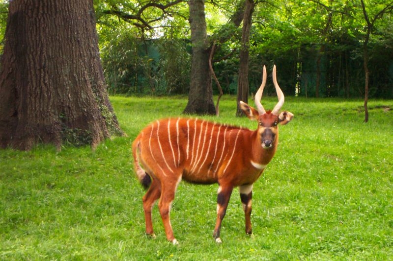 Bongo (antelope).bmp