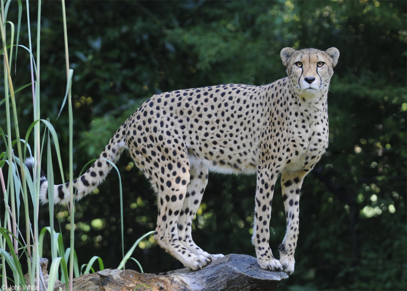 Cheetah (Acinonyx jubatus).JPG