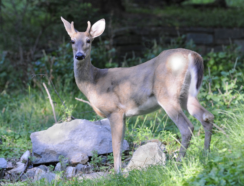 White-tailed Deer (Odocoileus virginianus).JPG