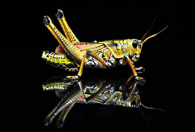 Grasshopper-Small.jpg
