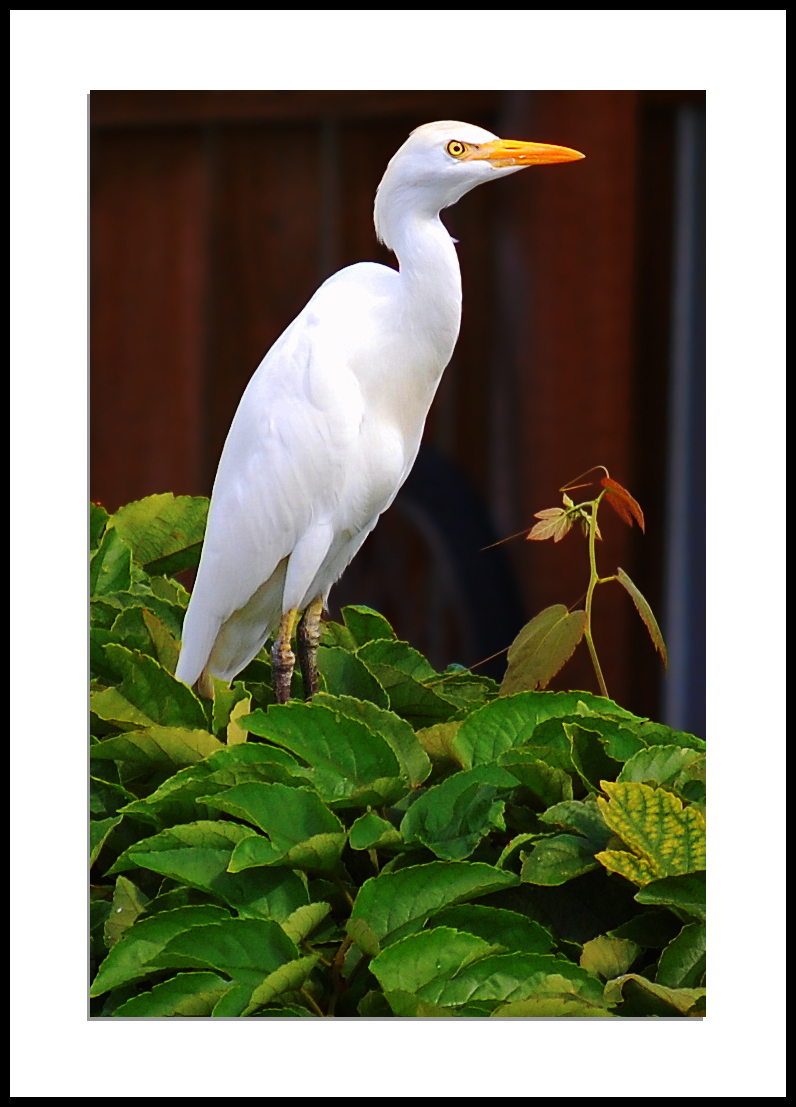 White Egret-small.jpg