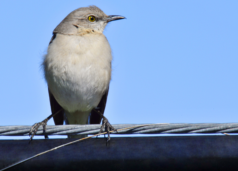 Northern Mockingbird-small.jpg