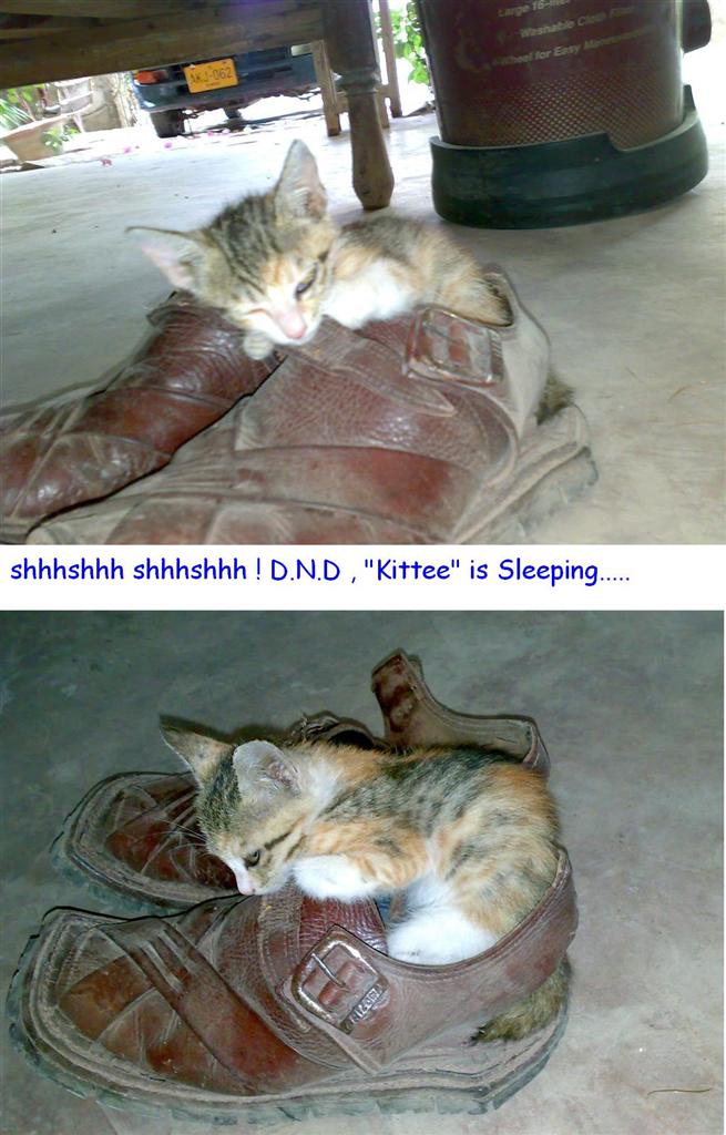'Kittee'  having a Nap, in  the Shoe !.jpg
