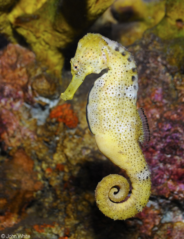 Lined Seahorse (Hippocampus erectus).JPG