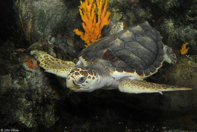 Loggerhead Sea Turtle (Caretta caretta)700.JPG