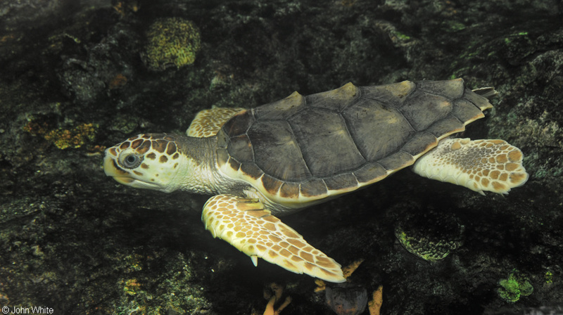Loggerhead Sea Turtle (Caretta caretta)701.JPG