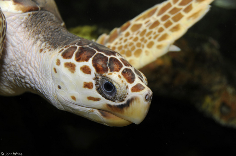 Loggerhead Sea Turtle (Caretta caretta)702.JPG