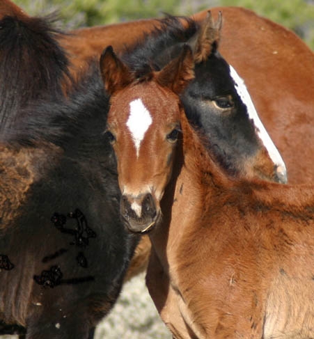 foal and a mare.bmp