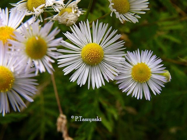 Erigeron strigosus Madelieffijnstraal.jpg