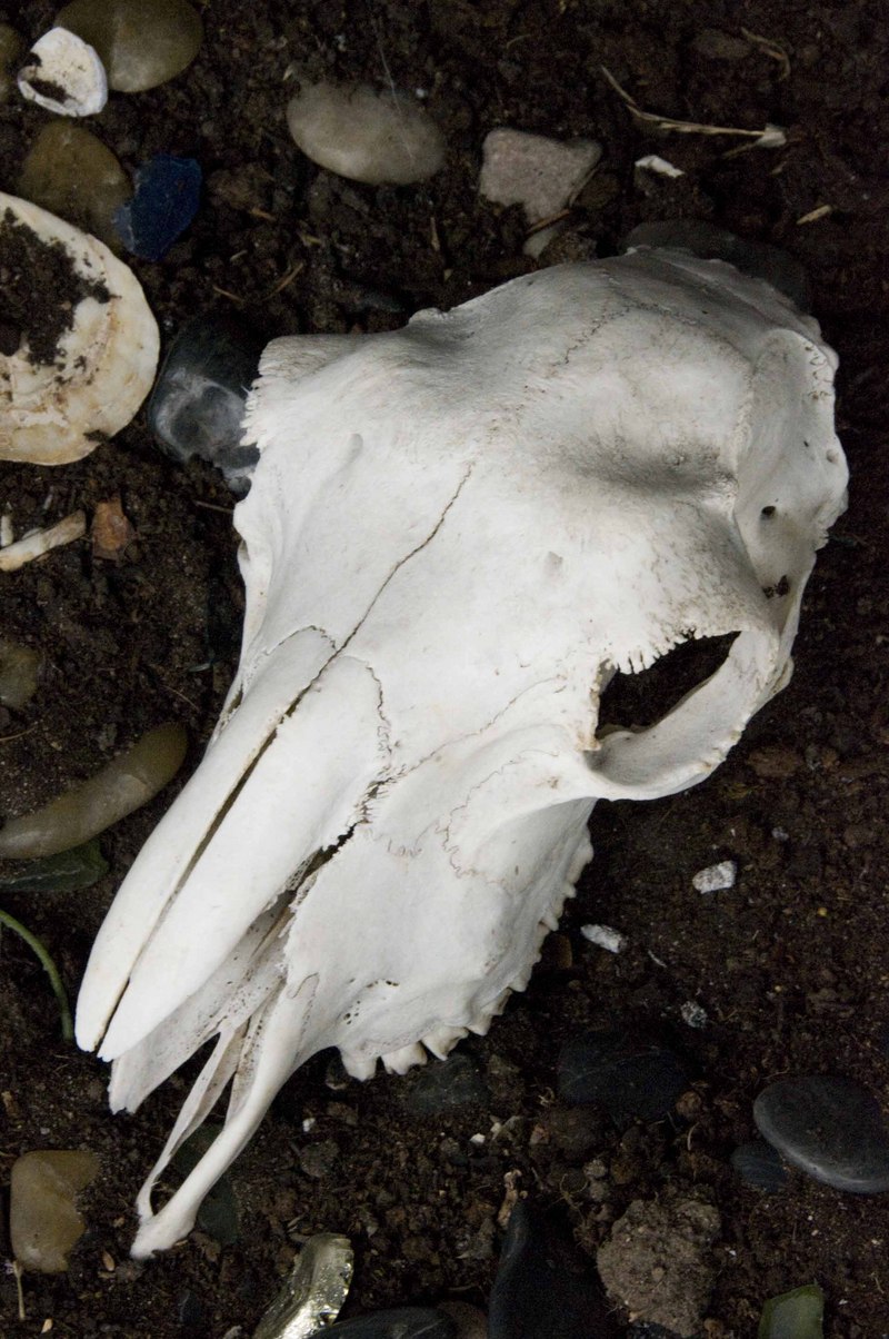 Skull from Scotland.jpg