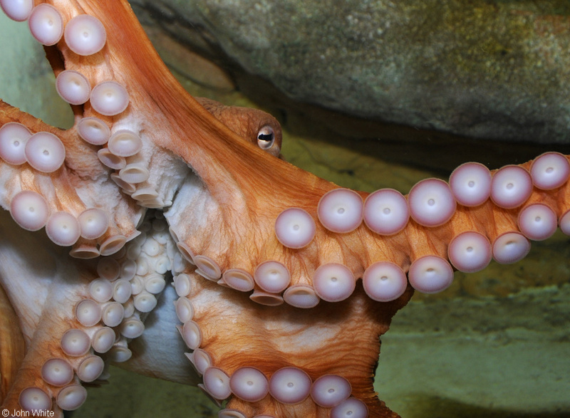 Giant Pacific Octopus (Octopus dofleini)001.JPG