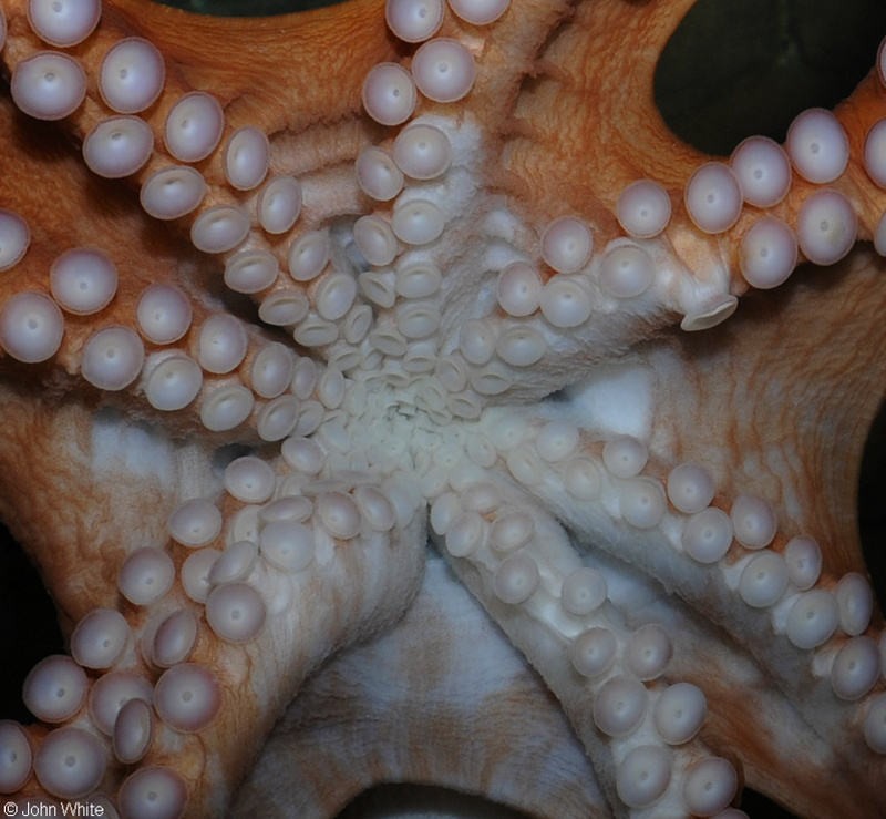Giant Pacific Octopus (Octopus dofleini)002.JPG