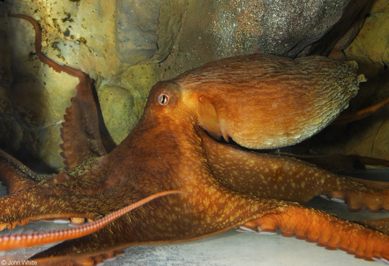Giant Pacific Octopus (Octopus dofleini)003.JPG