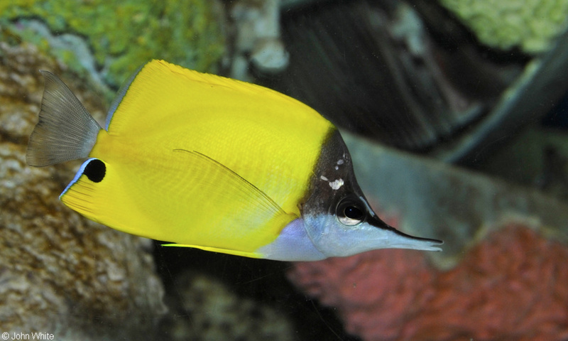 Longnose Butterflyfish (Forcipiger flavissimus).JPG