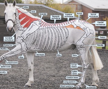 horse skeleton painted.jpg