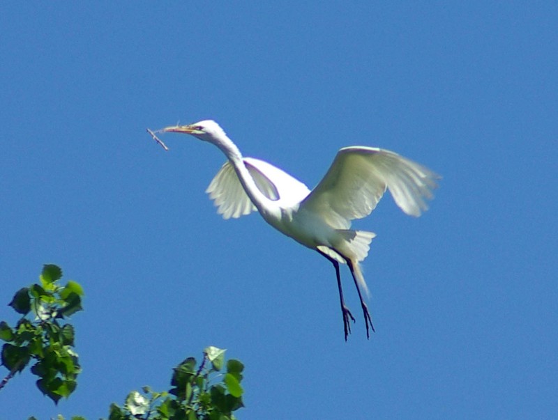 Great Egret with nesting material near nest.jpg