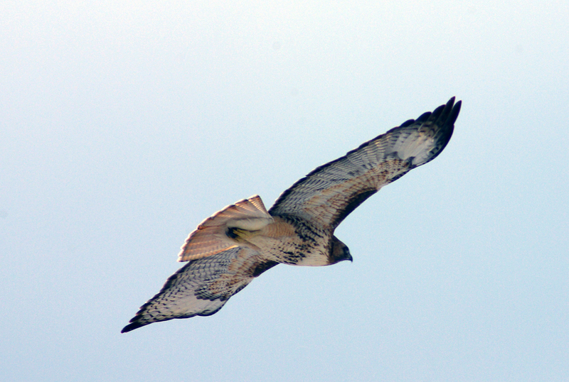 Redtail flight.jpg