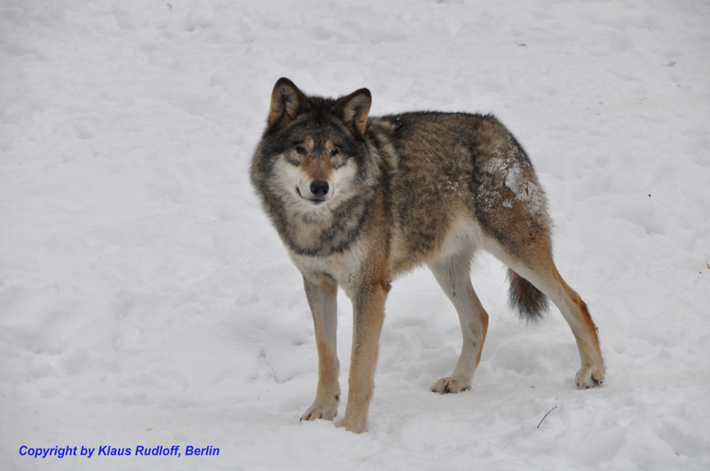 Canis-lupus-lupus-Skandinavien-Wolf-TPB2010Jan05-001-apa.jpg