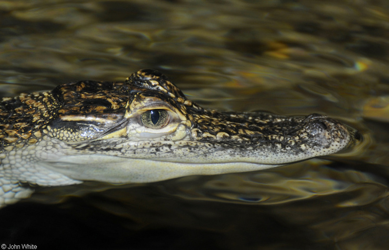 American Alligator (Alligator mississippiensis).jpg